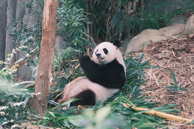 Chengdu